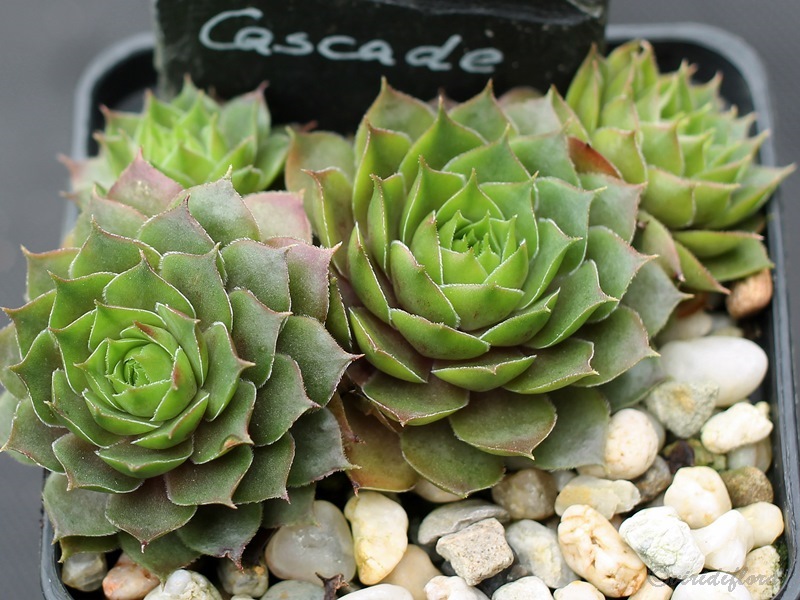 Cascade