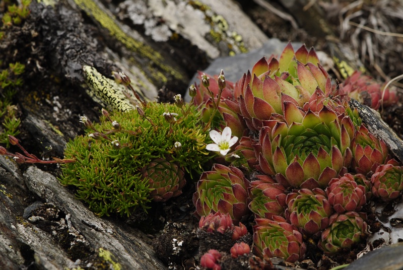 marmoreum ssp. reginae-amaliae (macedonicum) from Kobilino pole, O