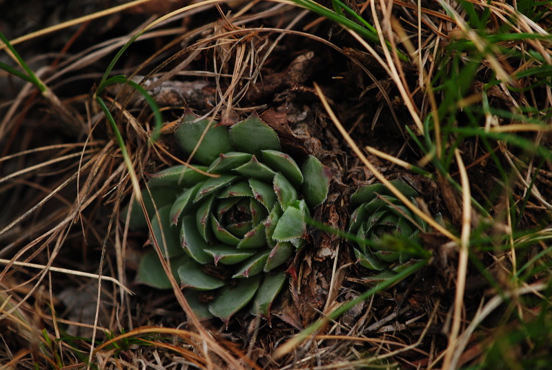 tectorum var. tectorum from Strmec