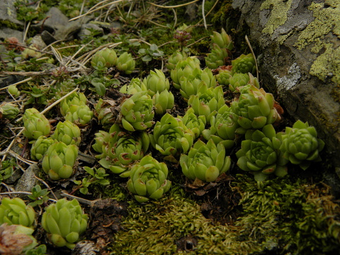 tectorum var. tectorum (alpinum) from Petit Pimené