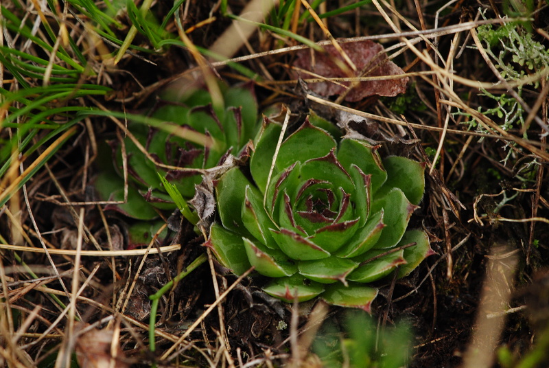 tectorum var. tectorum from Strmec