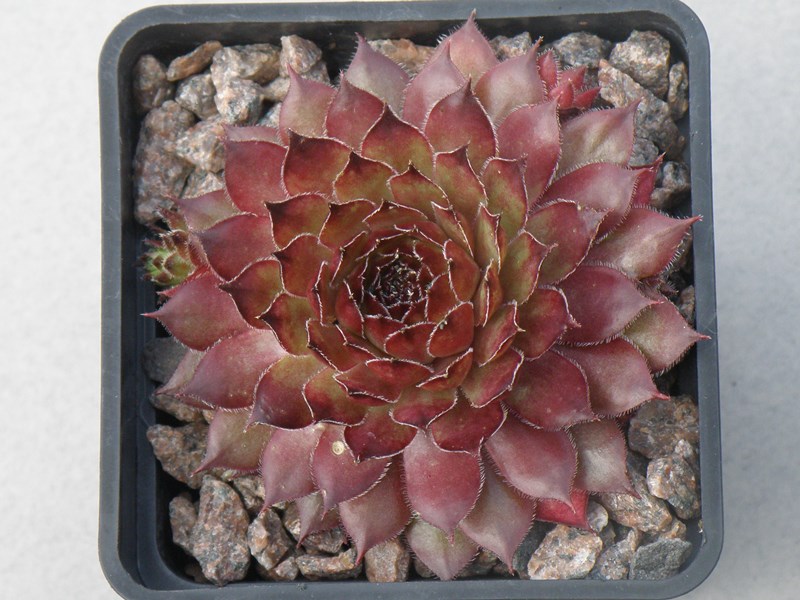 tectorum var. tectorum (triste)