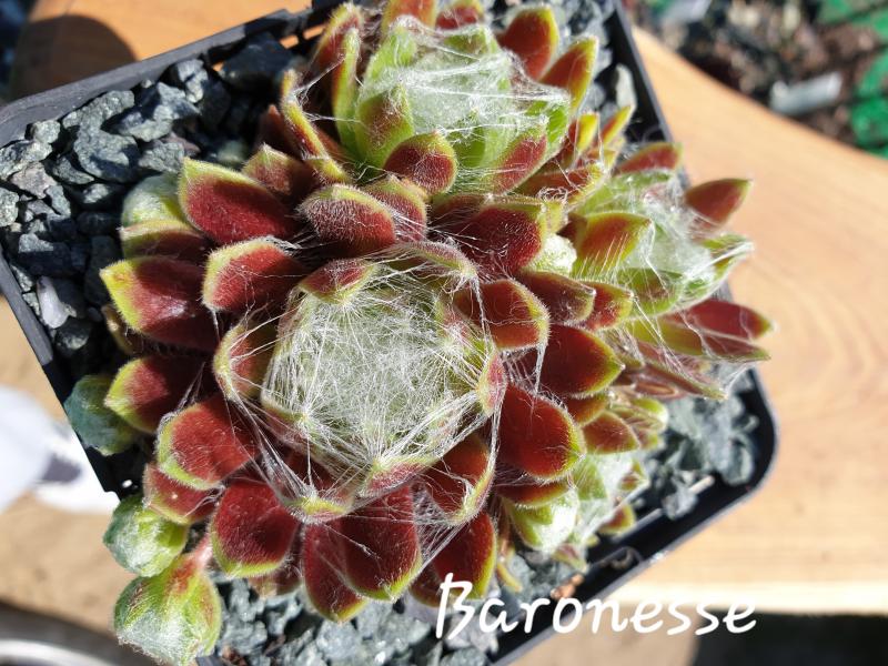 Baronesse