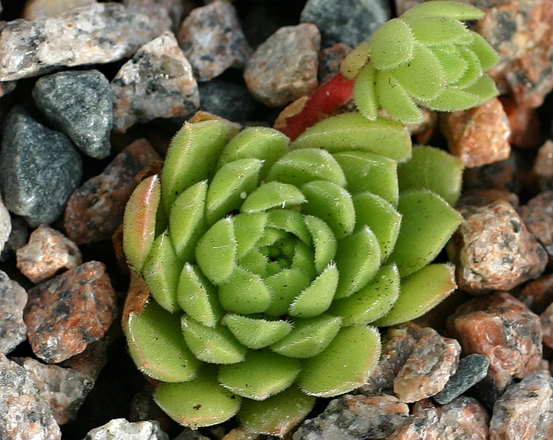transcaucasicum