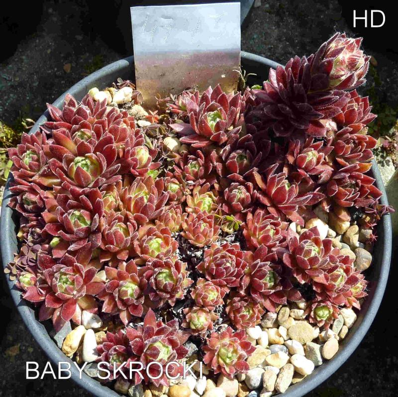 Baby Skrocki
