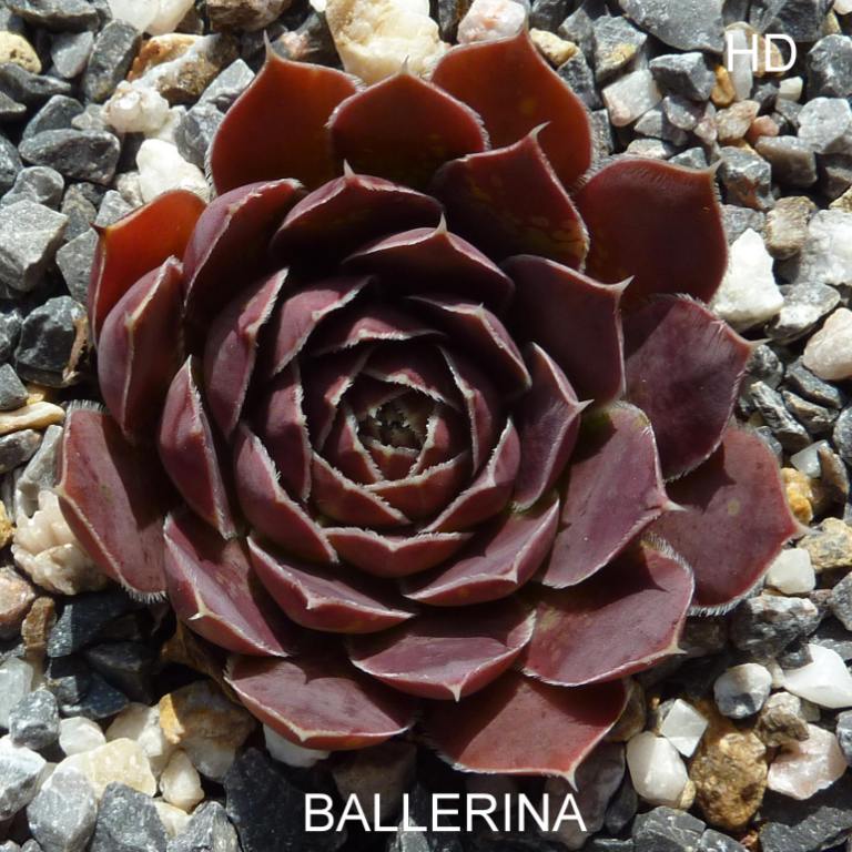 Ballerina / Jovi