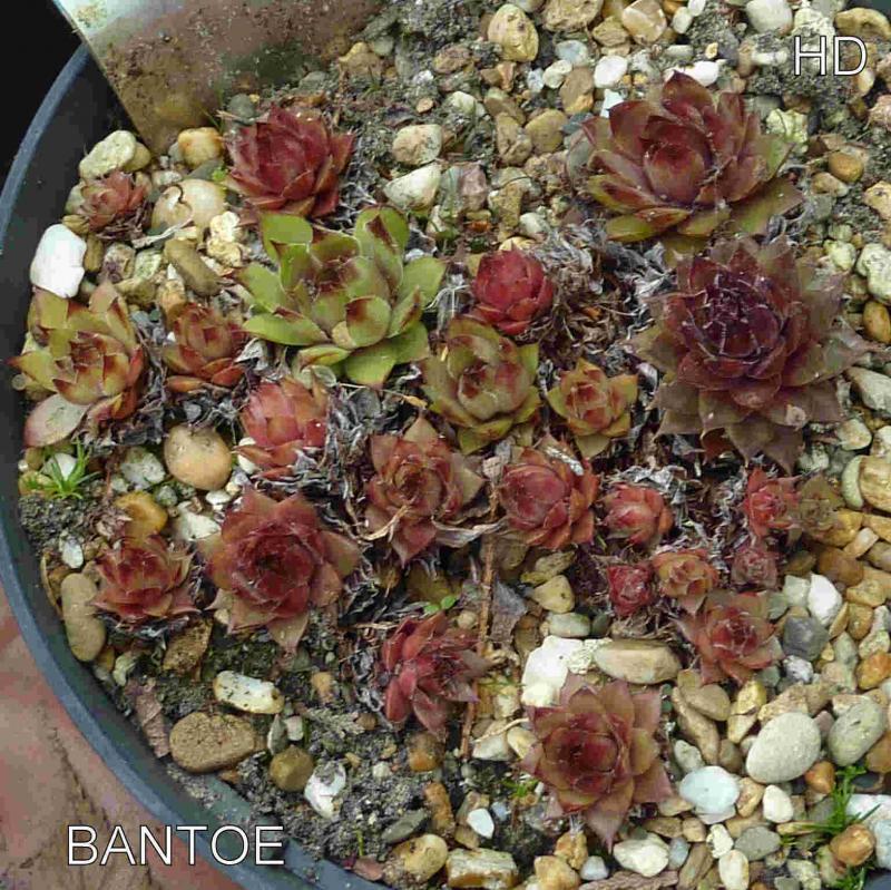 Bantoe