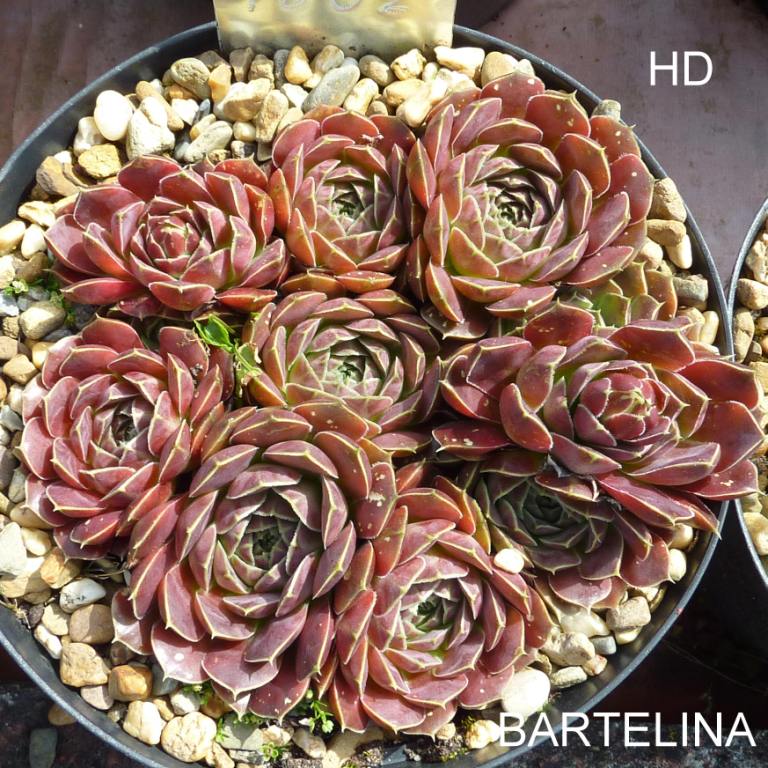 Bartelina / Jovi