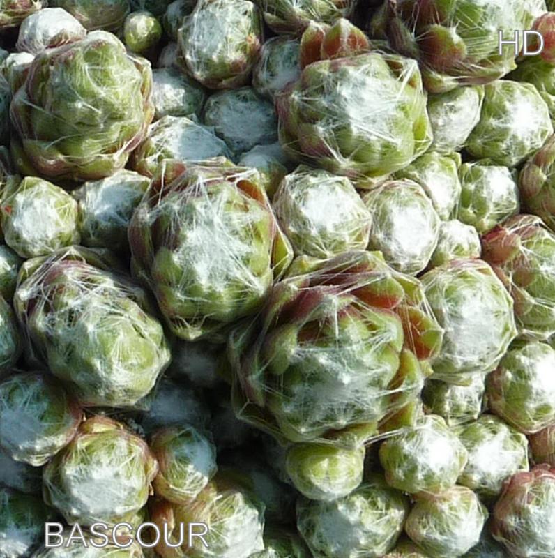 Bascour
