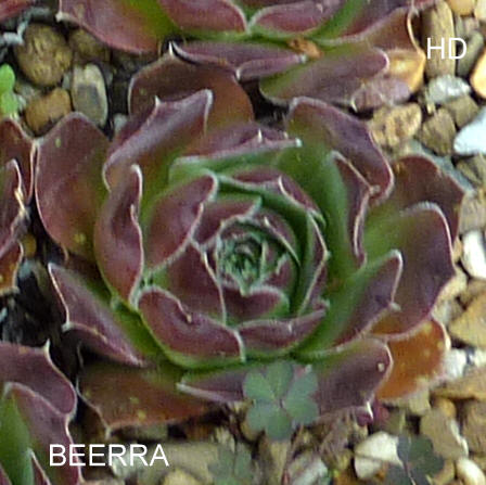 Beerra / Jovi