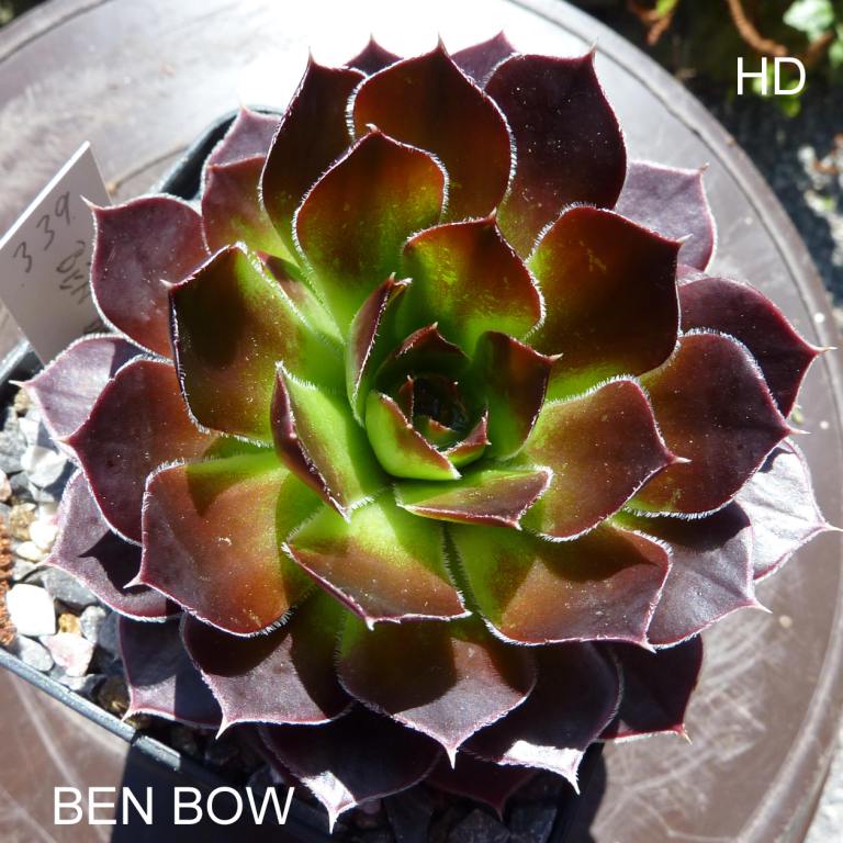Ben Bow / Jovi