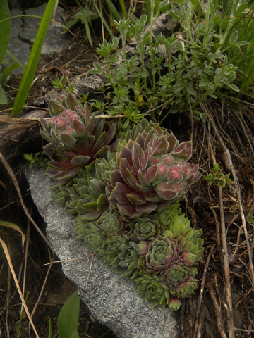 marmoreum ssp. erythraeum from Suchoto ezero