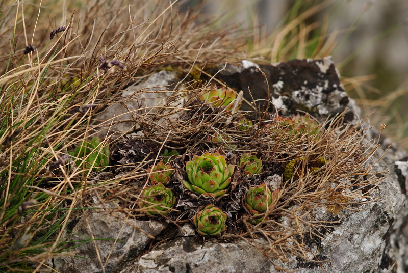 tectorum var. tectorum from Dol Lisična