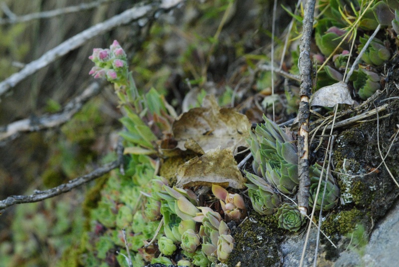 marmoreum ssp. erythraeum from Rila (oberhalb des Klosters)