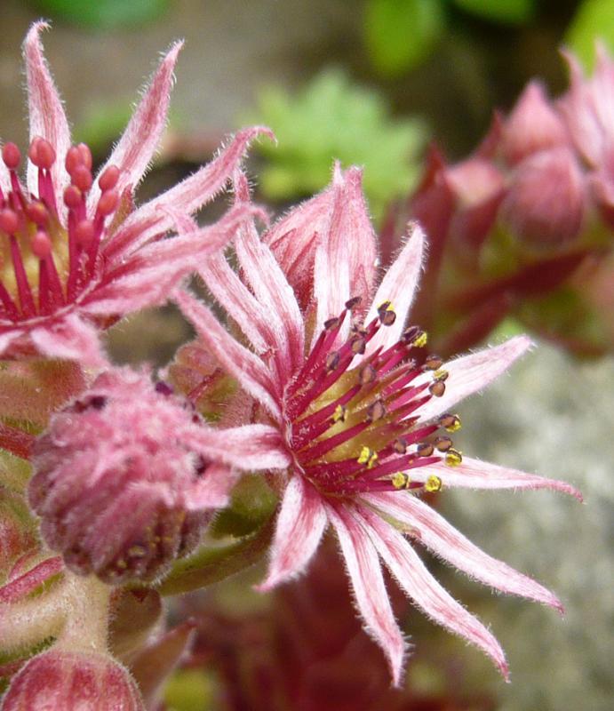 marmoreum ssp. marmoreum (rubicundum)