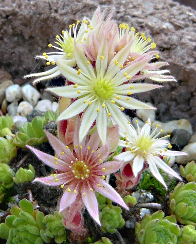 montanum (pallidum) from Bergell