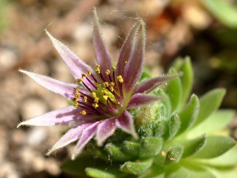 montanum from Furkapass