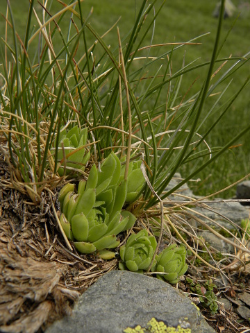 tectorum var. tectorum (alpinum) from Petit Pimené