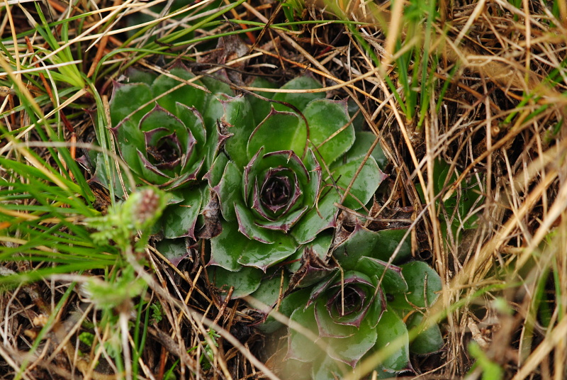 tectorum var. tectorum from Strmec