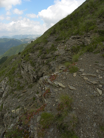 marmoreum ssp. marmoreum from Valušnica (Westen)