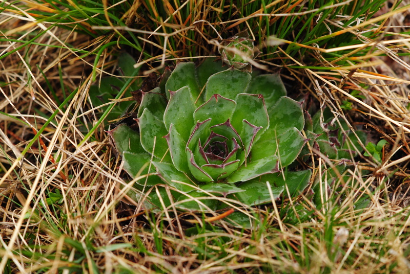 tectorum var. tectorum from Strmec