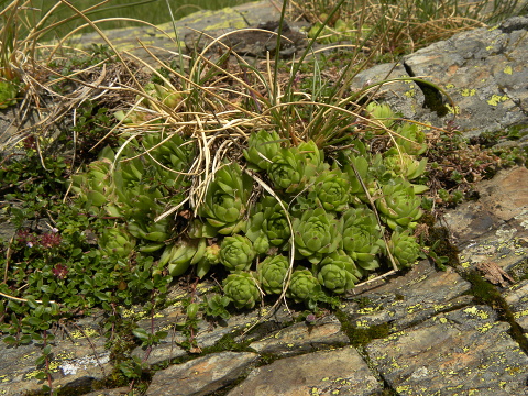tectorum var. tectorum (alpinum) from Petit Pimené