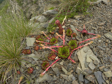 marmoreum ssp. marmoreum from Valušnica (Westen)