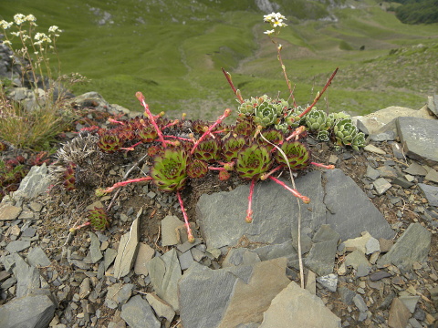 marmoreum ssp. marmoreum from Valušnica (Westen)