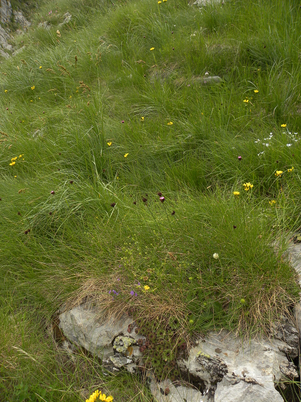 marmoreum ssp. marmoreum from Mliječni do, Ende