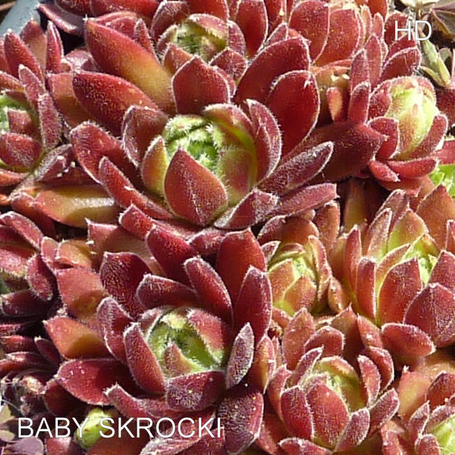 Baby Skrocki