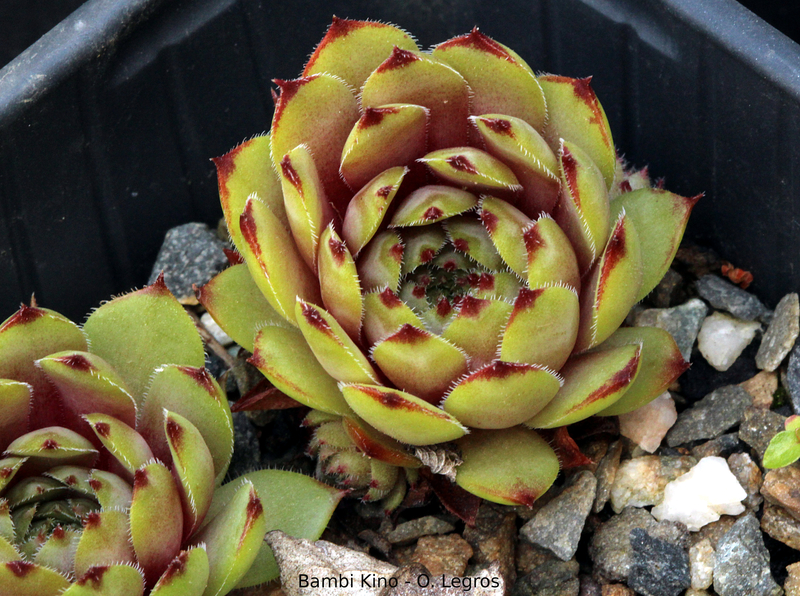 Bambi Kino