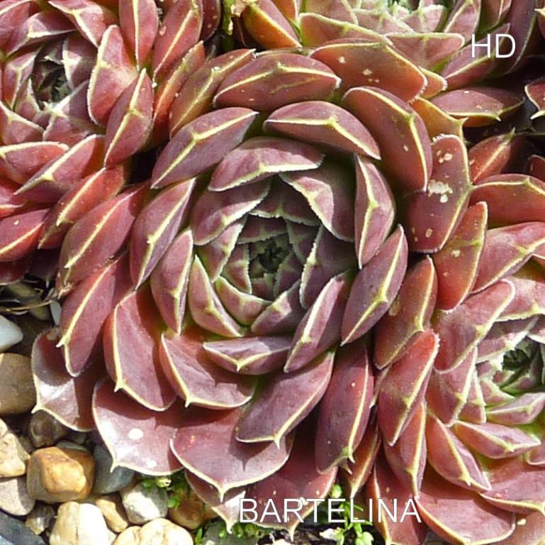 Bartelina / Jovi