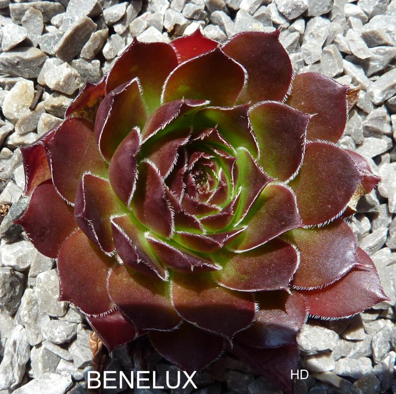 Benelux / Jovi