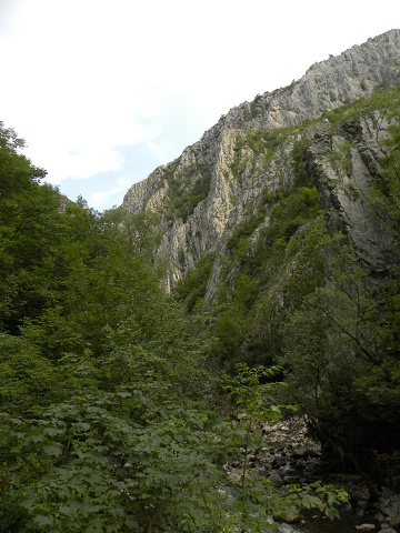 marmoreum ssp. marmoreum from Cheile Turzii (unten)