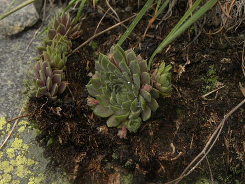 marmoreum ssp. erythraeum from Suchoto ezero
