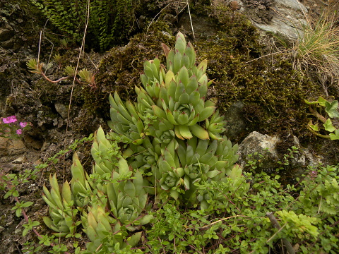 tectorum var. tectorum from Bethmale