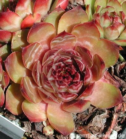 tectorum var. tectorum (triste)