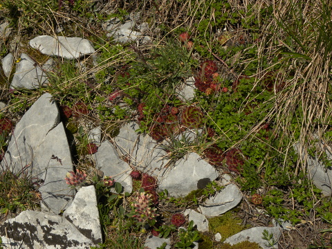 marmoreum ssp. marmoreum from Kom Vasojevićki (Abhang)