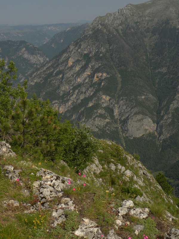 marmoreum ssp. marmoreum from Ćurovac, Aussicht