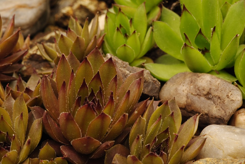 marmoreum ssp. marmoreum from Cheile Turzii (oben)