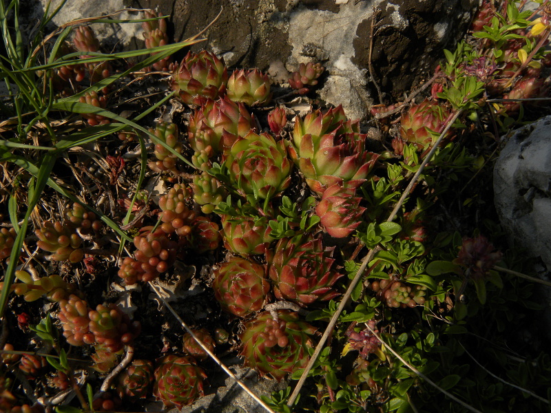 marmoreum ssp. marmoreum from Urdeni Do, Straße