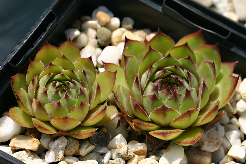 tectorum var. tectorum (triste)
