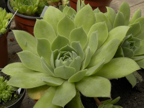 wulfenii ssp. juvanii from Donačka gora