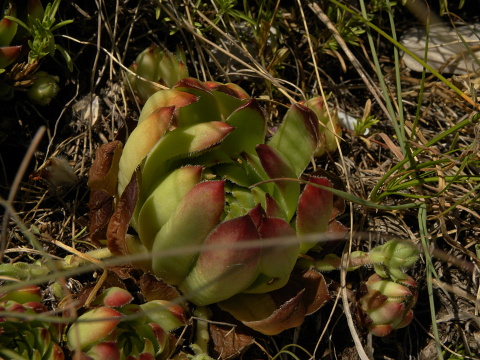 marmoreum ssp. marmoreum (dinaricum) from Orjensko sedlo
