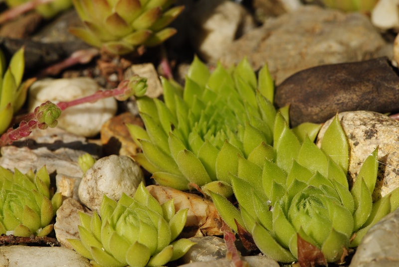marmoreum ssp. reginae-amaliae (macedonicum) from Golem Korab, O