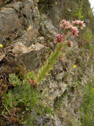 tectorum var. tectorum from Bethmale