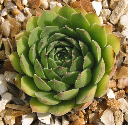 transcaucasicum