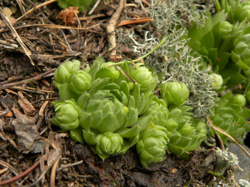 globiferum ssp. globiferum from Bezdružice