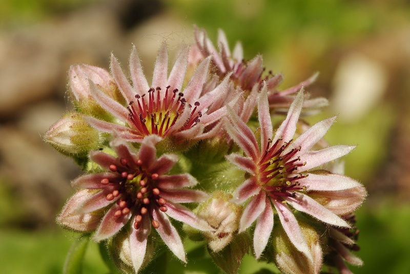 marmoreum ssp. reginae-amaliae (macedonicum) from Ljuboten