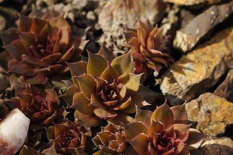 marmoreum ssp. marmoreum from Cheile Turzii (oben)